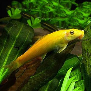 Gyrinocheilus aymonieri - Chinese Algae Eater Gold S/M