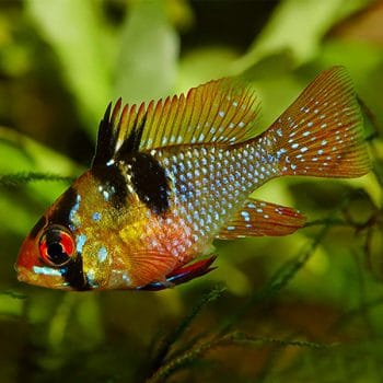 Mikrogeophagus ramirezi - German Ramirezi  3-4cm