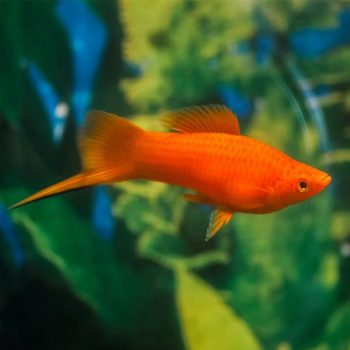 Xiphophorus helleri - Swordtail mix M/L