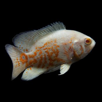 Astronotus ocellatus - Albino Tiger Skin Oscar 5cm