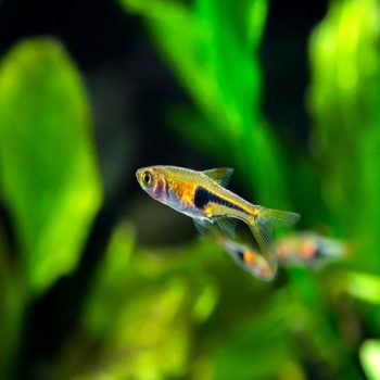 Trigonostigma espei - Lambchop Rasbora ML