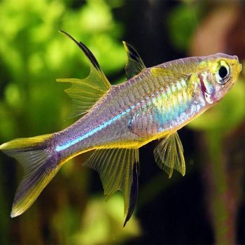 Marosatherina ladigesi - Celebes Rainbowfish
