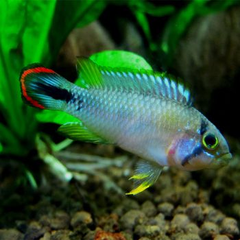Apistogramma pandurini - Blue Panda Dwarf Cichlid 3-4cm