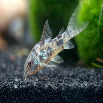 Corydoras paleatus  -Pepper Cory 3 cm