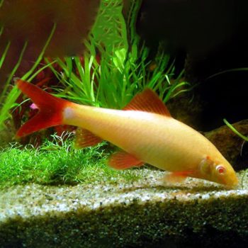 Epalzeorhynchos frenatus - Rainbow Shark Albino 4-5cm