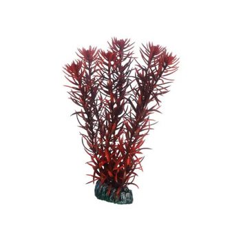 Hobby eusteralis 20 cm