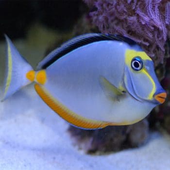 Naso lituratus -Naso tang-L