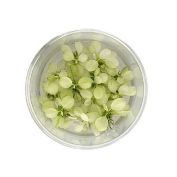 Aqua Flora Anubias barteri var. nana Snow White - in vitro cup