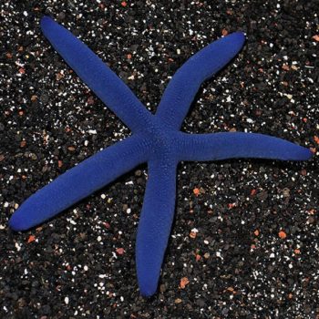 Linckia laevigata -Blue starfish