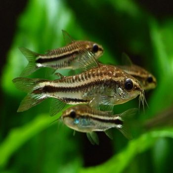 Corydoras pygmaeus-Pygmy Corydoras 2cm