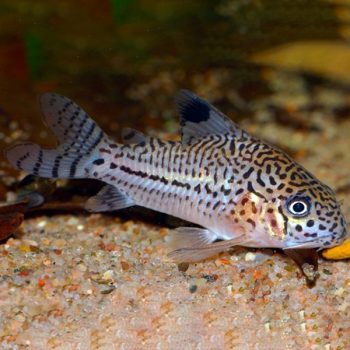 Corydoras julli-Corydoras Julli M