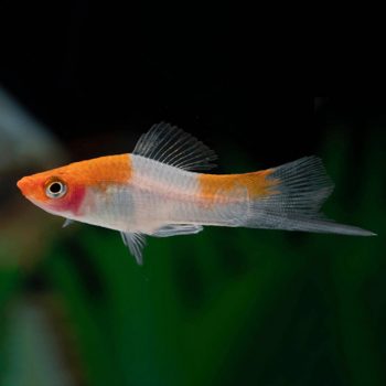 Xiphophorus helleri - Kohaku Swordtail 4cm