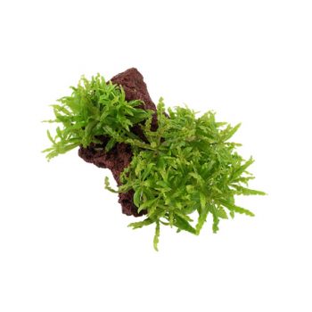 Tropica Pogostemon helferi on lava stone