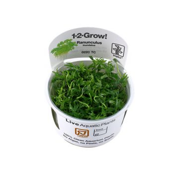 Tropica Ranunculus inundatus 1-2 Grow!