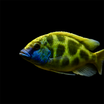 Nimbochromis venustus - Giraffe Cichlid M
