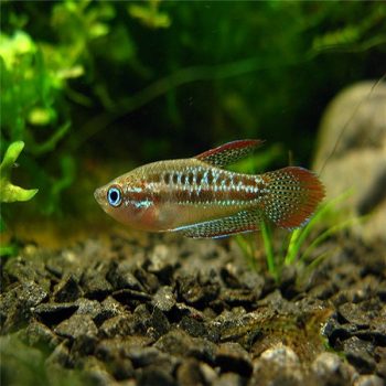 Trichopsis pumila - Sparkling Gourami