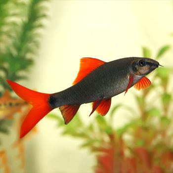 Epalzeorhynchos frenatum - Rainbow Shark 5cm