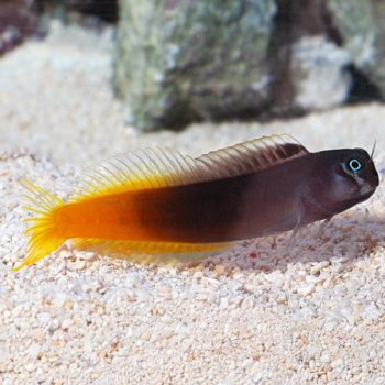 Ecsenius bicolor -Bicolor blenny-M