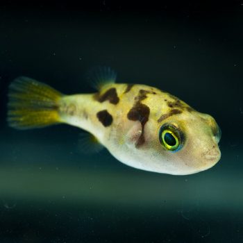 Carinotetraodon travancoricus - Dwarf Puffer
