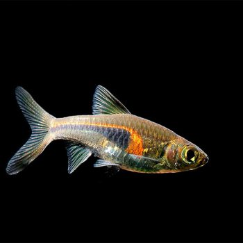 Trigonostigma hengeli-Glowlight Rasbora (Hengeli)-2.5 cm