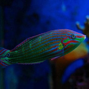 Halichoeres melanurus M- Orange-Tipped Wrasse (Adult)