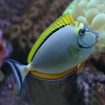 Naso elegans - Elegant Unicornfish Adult M