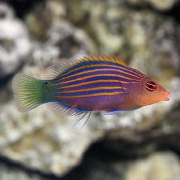 Pseudocheilinus hexataenia -Six-lined wrasse -M