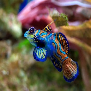 Synchiropus splendidus S - Mandarin Dragonet