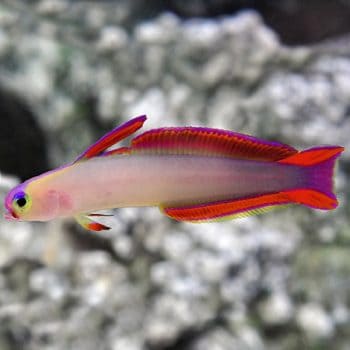 Nemateleotris decora -Purple dartfish-M