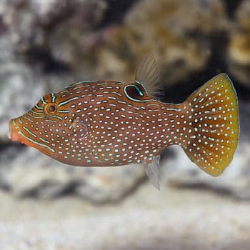 Canthigaster solandri - Spotted Sharpnose