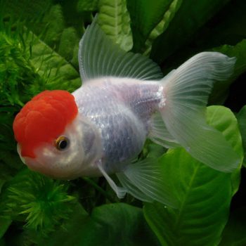 Carassius auratus -Red Cap Oranda 4cm
