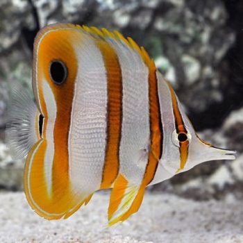 Chelmon rostratus -Copperband butterflyfish-M