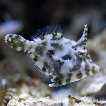 Acreichthys tomentosus S - Matted Filefish