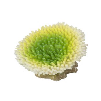 Aqua Della Coral acropora efflorescens lime 10.5x9x8cm