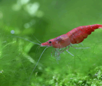 Neocaridina davidi - Cherry Shrimp M