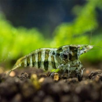 Neocaridina heteropoda- Green Emerald Shrimp