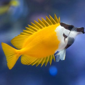 Siganus vulpinus-Foxface rabbitfish-M