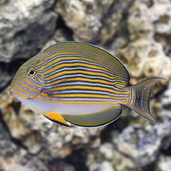 Acanthurus lineatus M - Striped Surgeonfish
