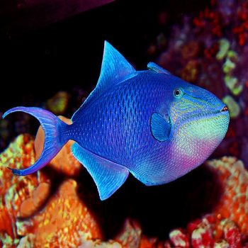 Odonus niger XL - Redtoothed Triggerfish