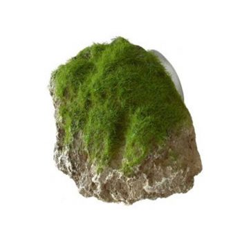 Aqua Della Moss Stone XS 9x6x6,5cm