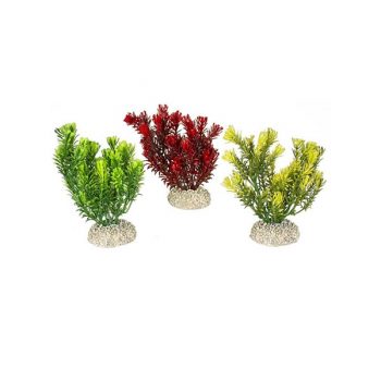 Aqua Della Plants Canandesis Set S natural 13cm assorted