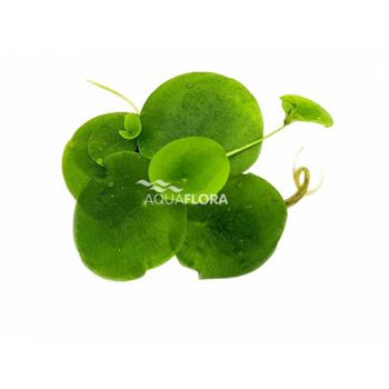 AquaFlora Limnobium Spongia - Lf
