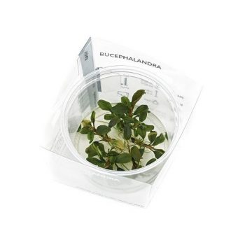 Aquaflora Bucephalandra 'Deep Purple' - In Vitro Cup