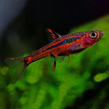 Boraras brigittae - Mosquito Rasbora M
