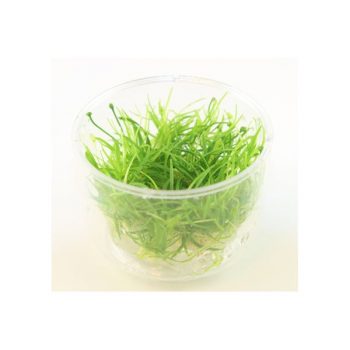 Tropica Echinodorus tenellus 1-2-Grow! limited edition