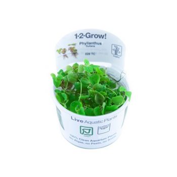 Tropica Phyllanthus fluitans 1-2-Grow!