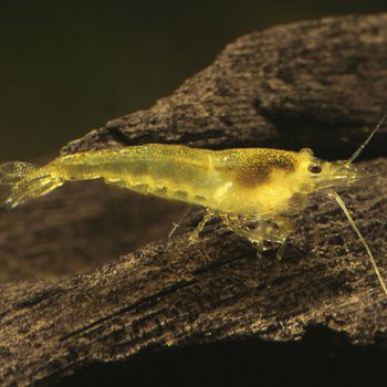 Neocaridina davidi - Yellow Fire Shrimp