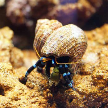 Calcinus elegans S - Blue Line Hermit Crab