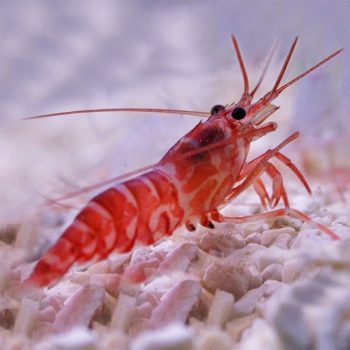 Lysmata kuekenthali-Kuekenthali's cleaner shrimp -T