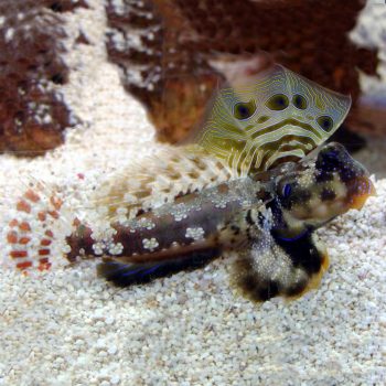 Synchiropus ocellatus-Scooter blenny